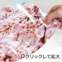 グロスPP加工の写真